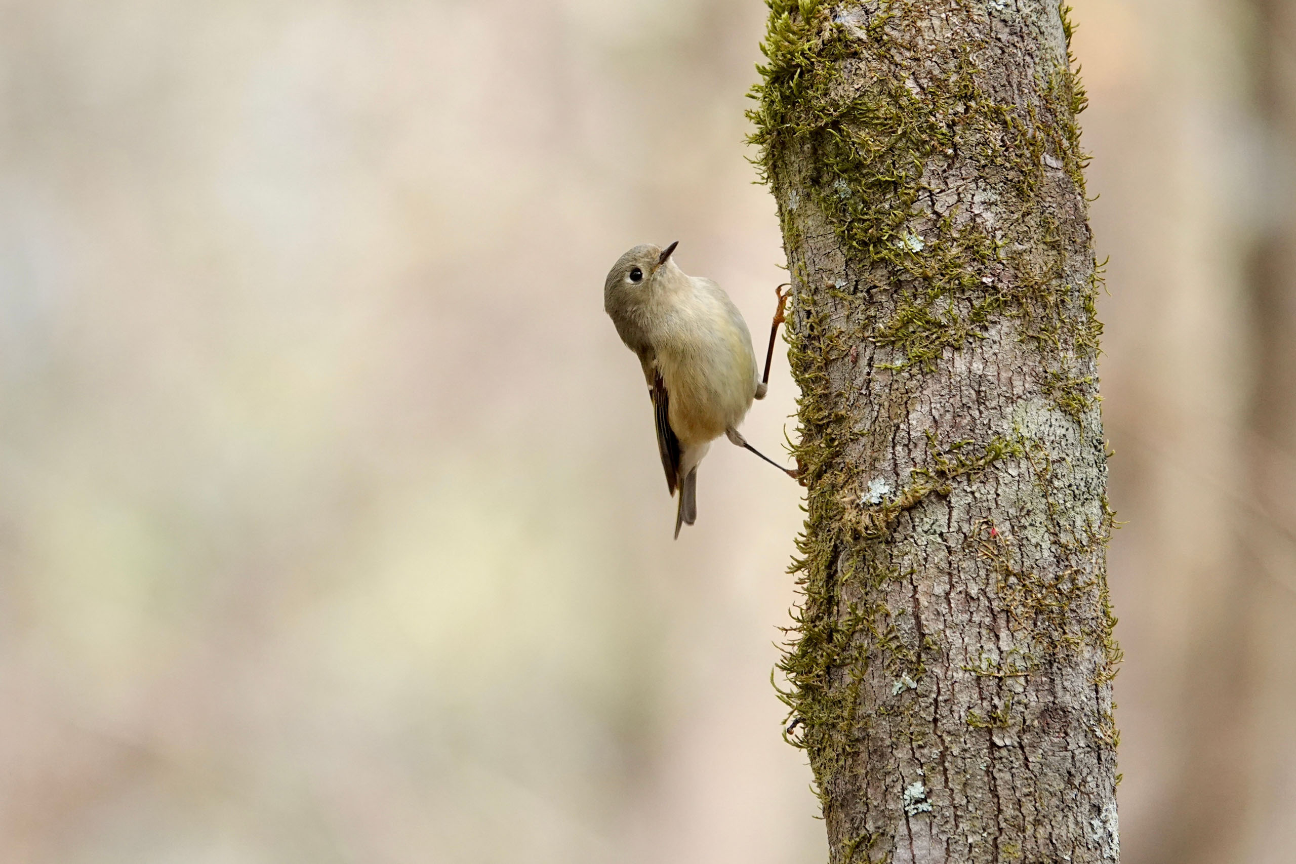 Congaree-Ruby-crowned Kinglet_2442772597