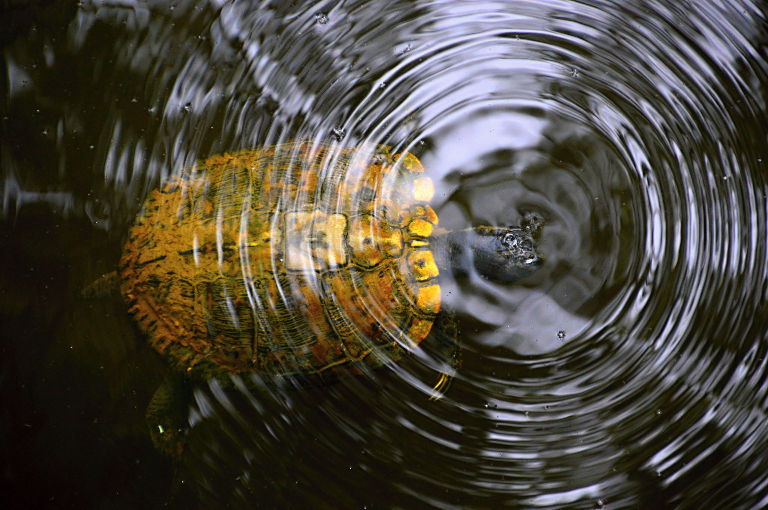 Congaree-Turtle under Water_2135753845