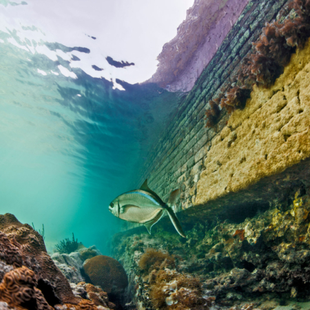 Dry Tortugas Located Near Dry Tortugas Reef Fish