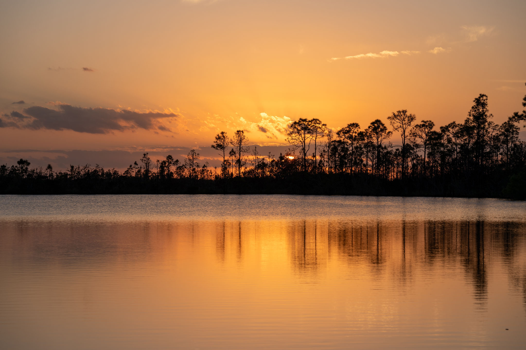 Colorful,Sunset,Cloudscape,Reflected,In,Pine,Glades,Lake,In,Everglades Everglades Colorful Sunset Cloudscape Reflected In Pine Glades Lake