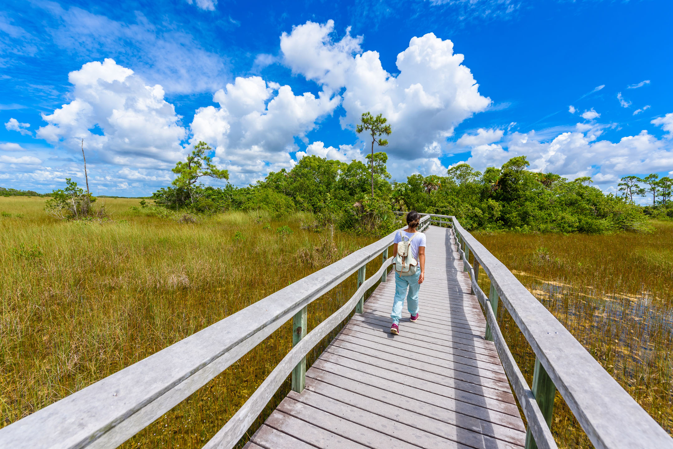 Everglades-Mahogany Hammock Trail _745110856 Everglades Mahogany Hammock Trail
