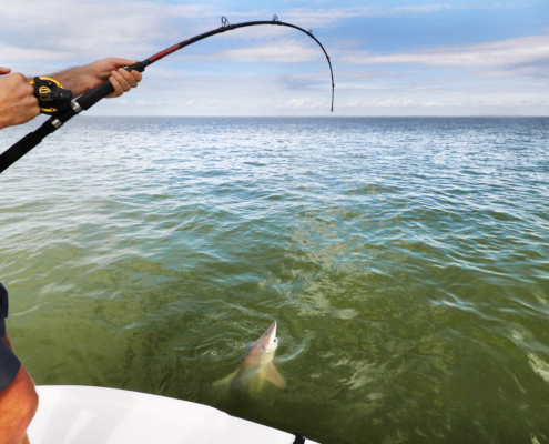 Everglades Sports Fishing Fisherman Man Pulling Off Spinner Shark