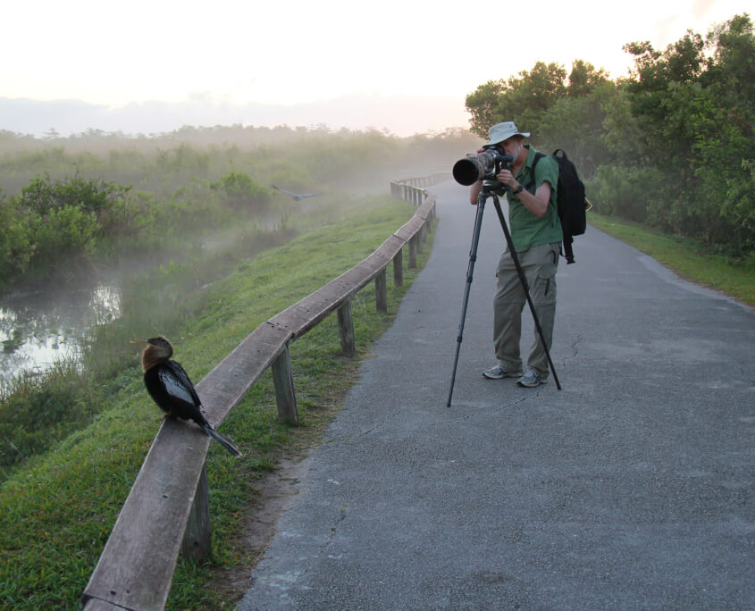 Everglades Wildlife Photographer Aiming Lens At An American Anhingashutterstock
