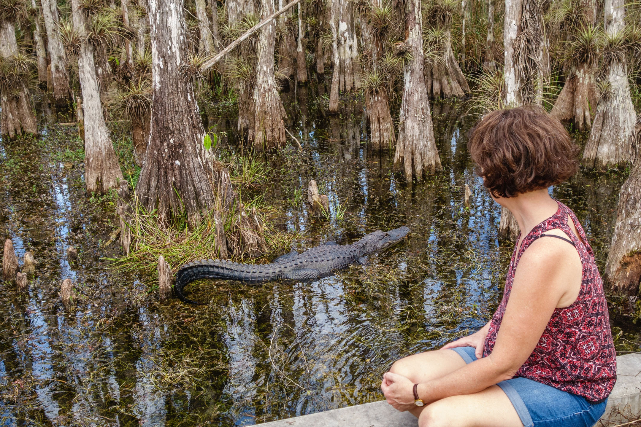 Everglades-Woman sitting on low wall watching alligator swim_2160142943 Everglades Woman Sitting On Low Wall Watching Alligator Swim