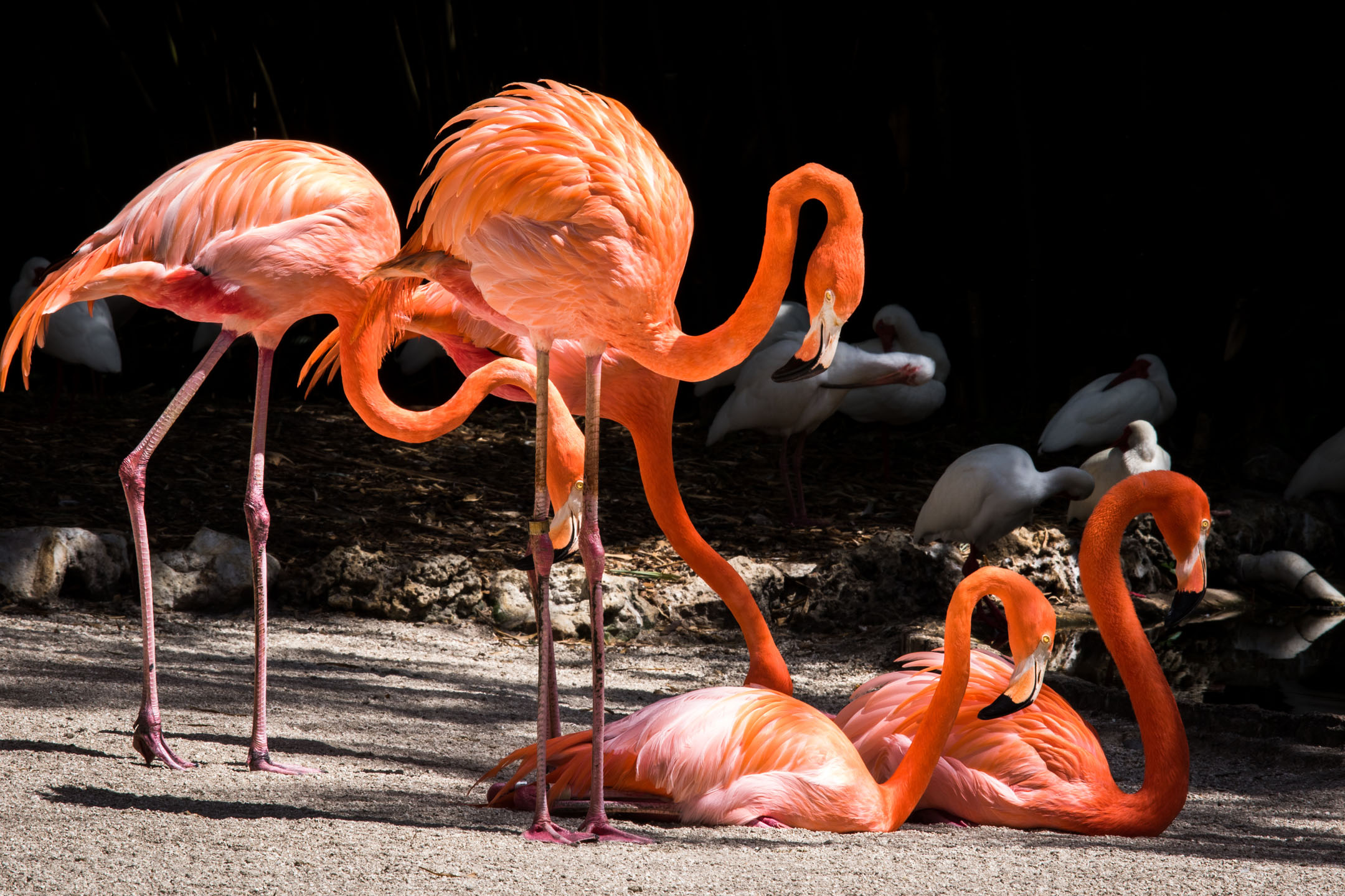 Everglades-pink-flamingos-relaxing_729313150 Everglades Pink Flamingos Relaxing
