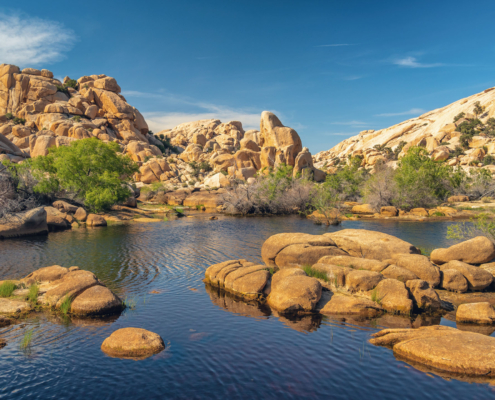 Joshua Tree Oasis In The Desert