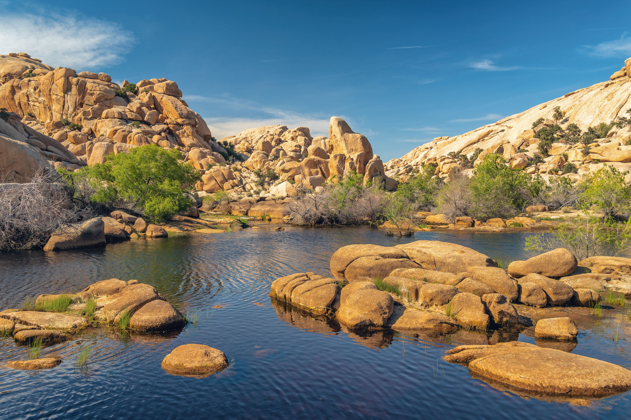 Joshua,Tree,National,Park,,California.,The,Wonderland,Of,Rocks,And Joshua Tree Oasis In The Desert