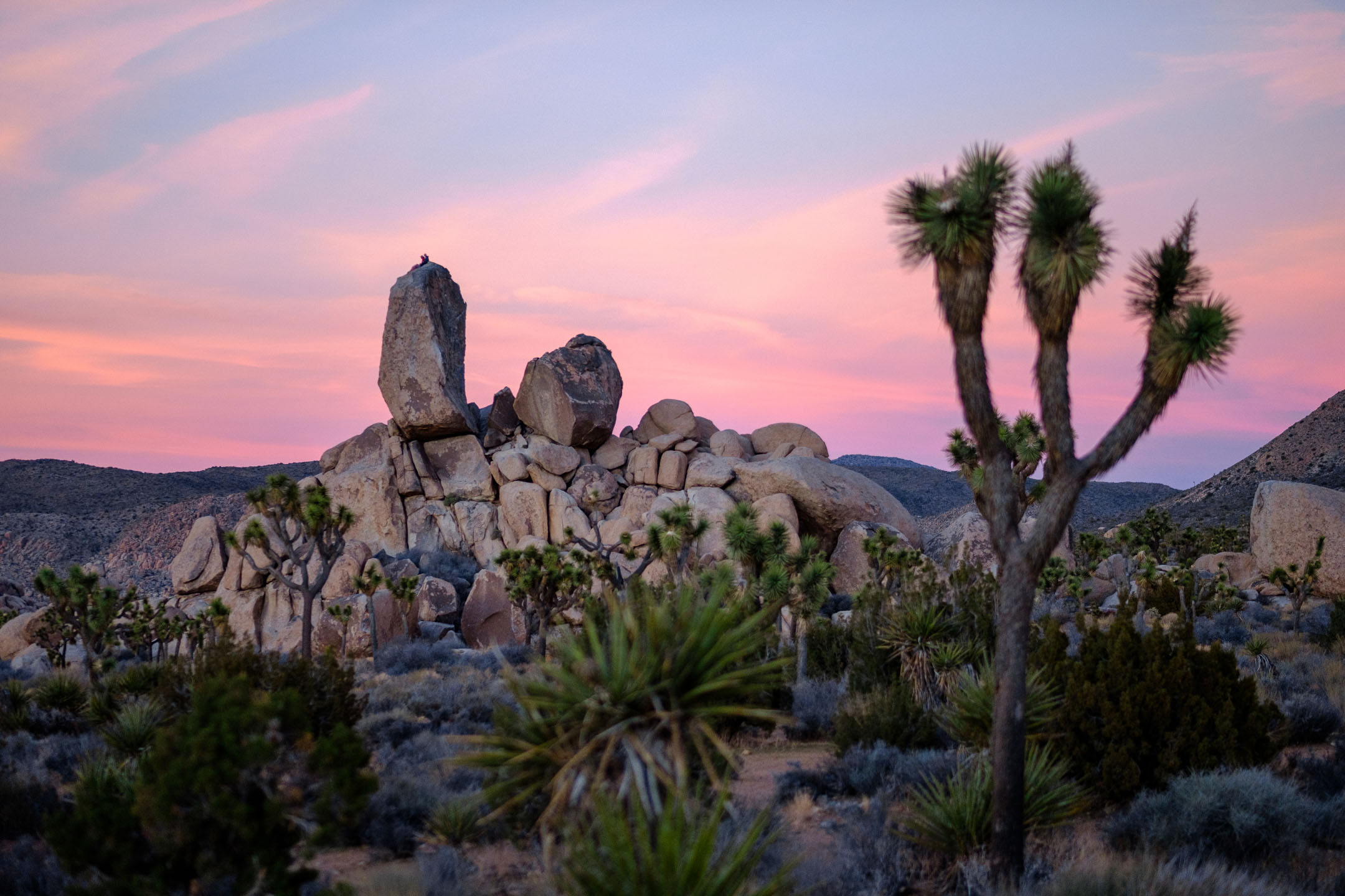 Joshua,Trees,And,Sandstone,Formations,At,Joshua,Tree,National,Park Joshua Tree Tree Boulder Rock Pile Sunset