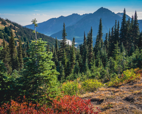 Olympic Forest Mountain Wildflower Trees