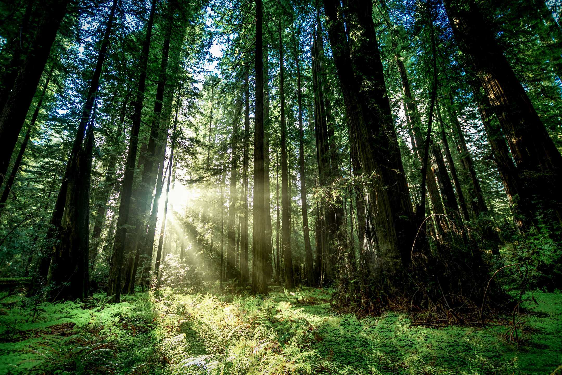 Redwood National \u0026 State Park Tours | California Visitor Guide, image size:2160x1440