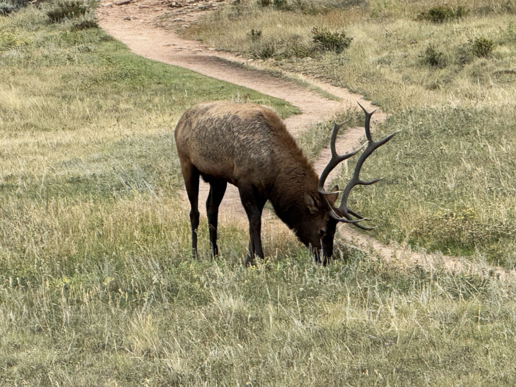 Rocky_Mountain-elk-grazing-by-trail Rocky Mountain Elk Grazing By Trail
