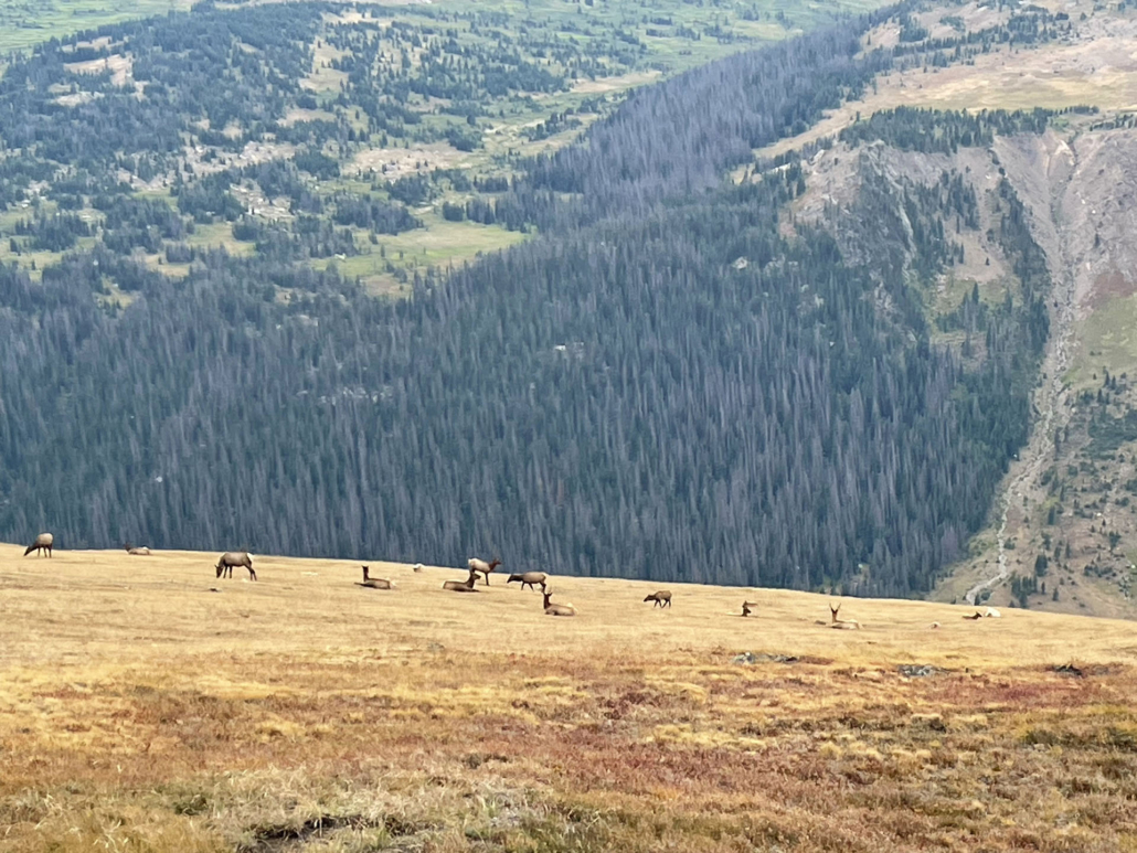 Rocky_Mountain-elk-herd-field-trail-ridge Rocky Mountain Elk Herd Field Trail Ridge