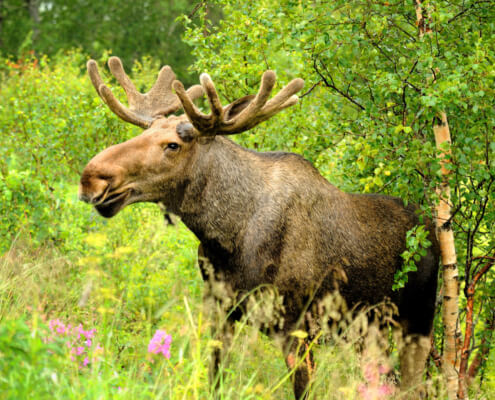 Wild Bull Moose In Autumn
