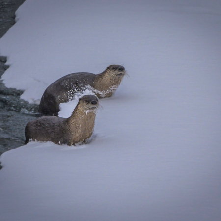 Yellowstone A Mother Otter And Her Pup Play Along The River