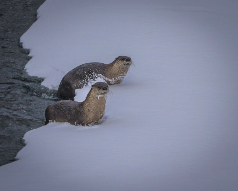 Yellowstone-A mother otter and her pup play along the river_1624455439 Yellowstone A Mother Otter And Her Pup Play Along The River