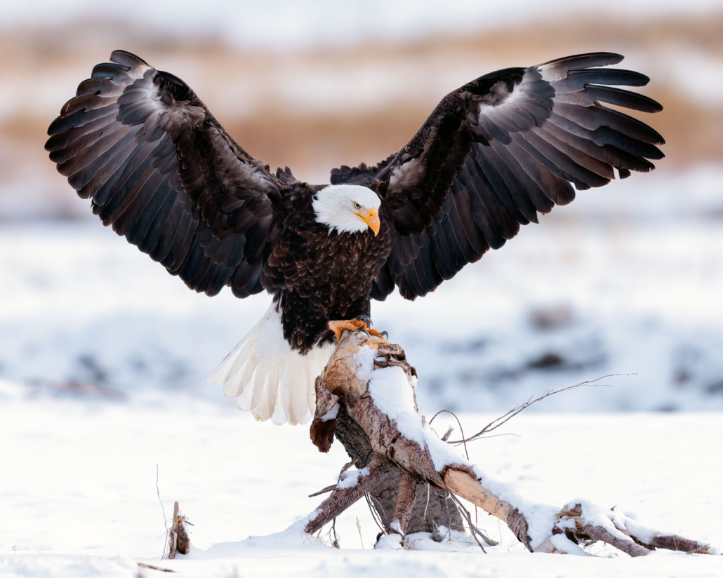 Yellowstone-Bald Eagle hunting_2595737981 Yellowstone Bald Eagle Hunting