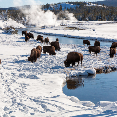 Yellowstone Bison Grazing Near Yellowstone Hot Springs In Winter