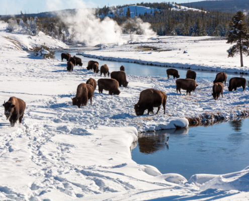 Yellowstone Bison Grazing Near Yellowstone Hot Springs In Winter