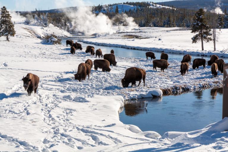 Yellowstone-Bison grazing near Yellowstone hot springs in winter_1814162852 Yellowstone Bison Grazing Near Yellowstone Hot Springs In Winter