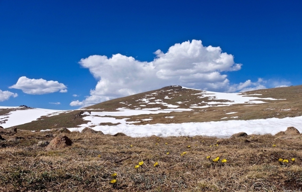 bright, flowers, bloom, against, a, backdrop, of, snow, and, clouds Aspire Tours Bright Flowers Bloom Against A