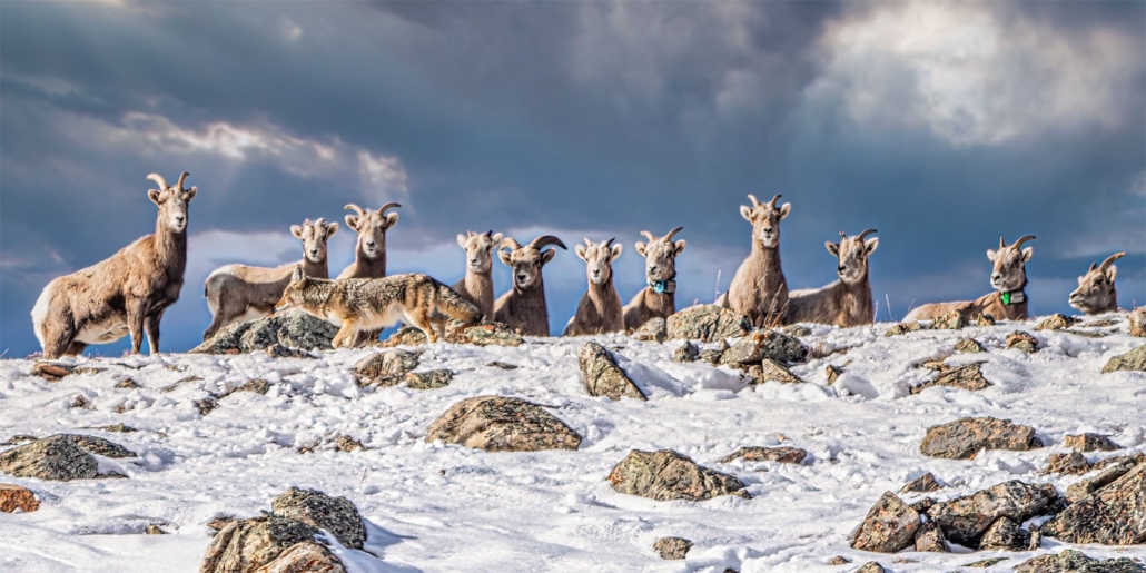 a, group, of, bighorn, sheep, on, snowy, hillside Backcountrysafarisjh A Group Of Bighorn Sheep