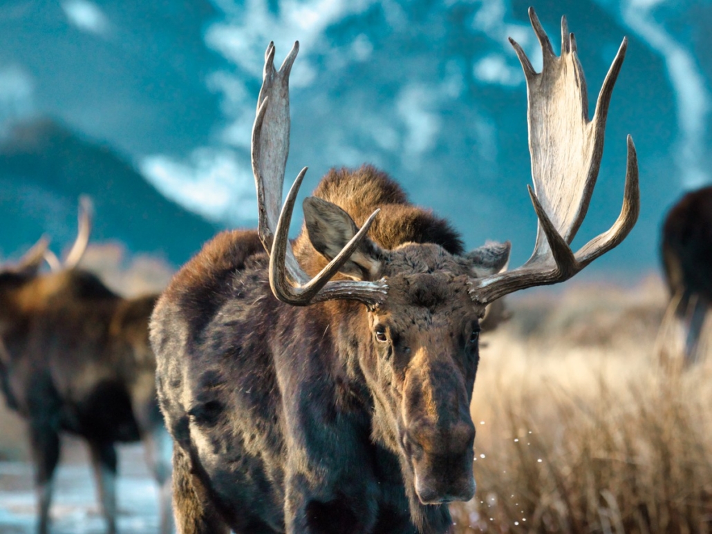a, majestic, moose, in, scenic, landscape Backcountrysafarisjh A Majestic Moose In Scenic