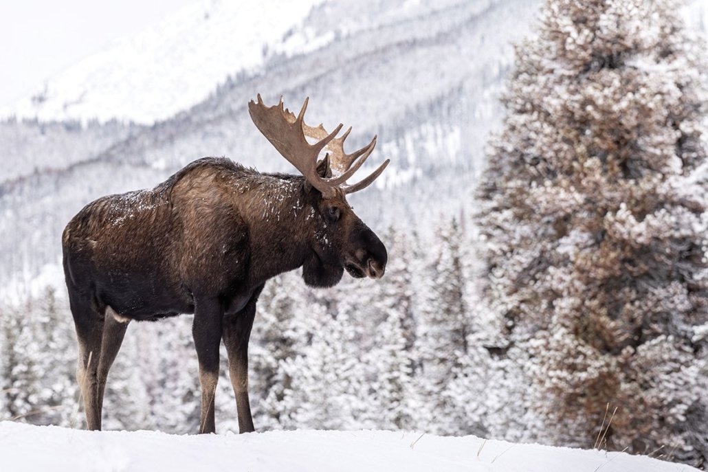 a, moose, standing, in, snowy, landscape Backcountrysafarisjh A Moose Standing In Snowy