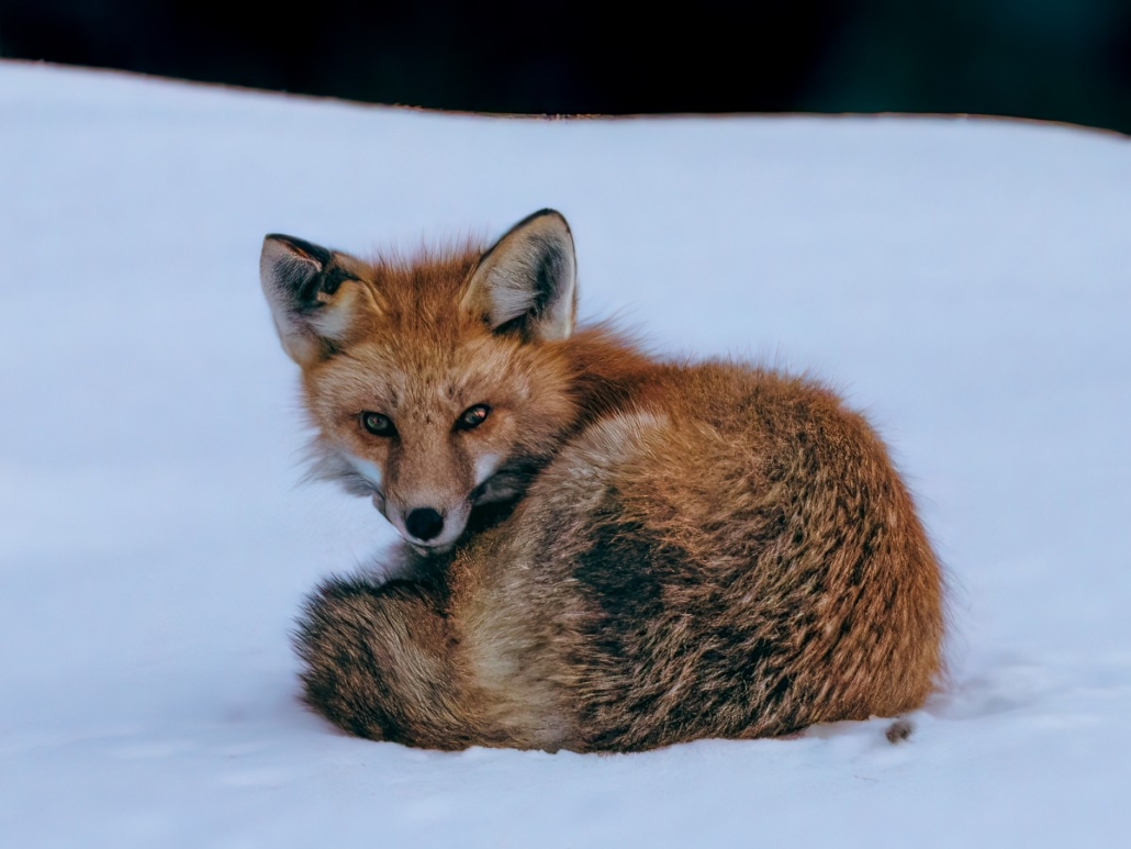 a, red, fox, curled, up, in, the, snow Backcountrysafarisjh A Red Fox Curled Up
