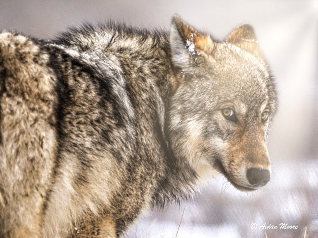 a, wolf, gazing, intently, in, the, winter, light Backcountrysafarisjh A Wolf Gazing Intently In