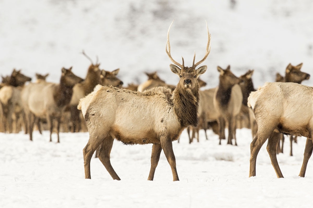 an, elk, standing, among, a, herd, in, the, snow Backcountrysafarisjh An Elk Standing Among A