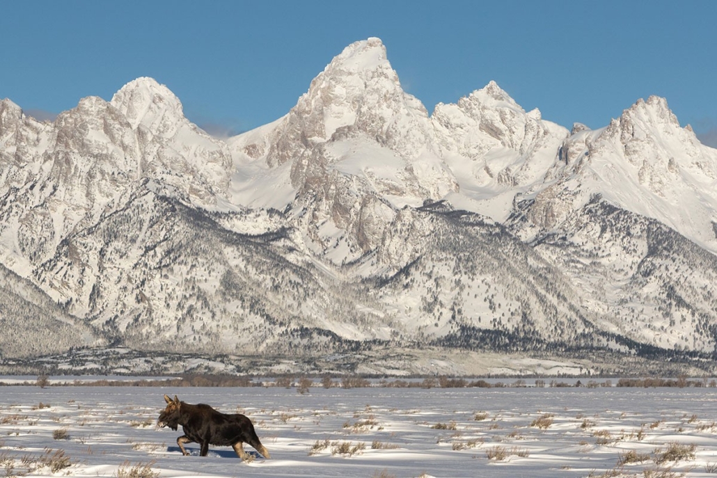 backcountrysafarisjh-moose-moving-thru-snow-mountain-background Backcountrysafarisjh Moose Moving Thru Snow Mountain Background