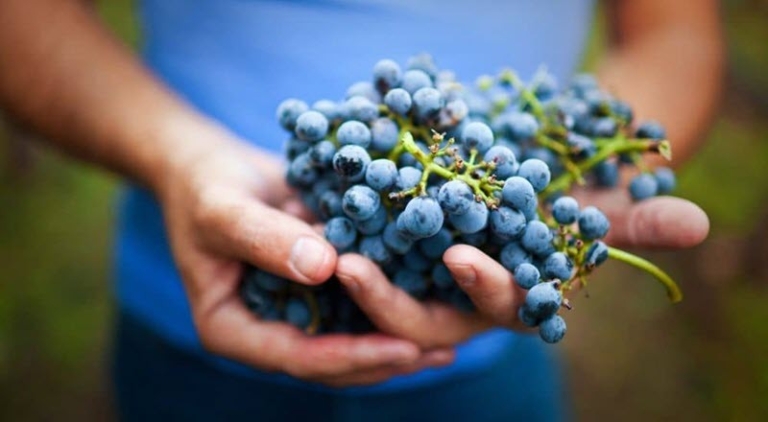 a, handful, of, freshly, picked, blueberries Bestbayareatours A Handful Of Freshly Picked