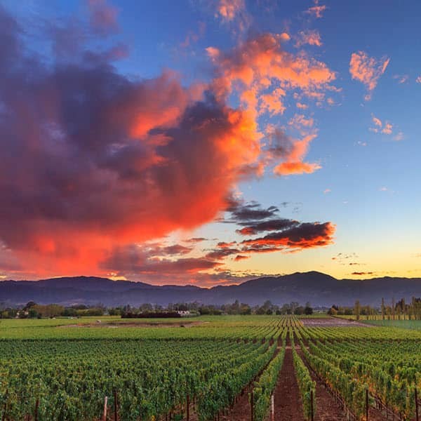 a, picturesque, vineyard, at, sunset Bestbayareatours A Picturesque Vineyard At Sunset