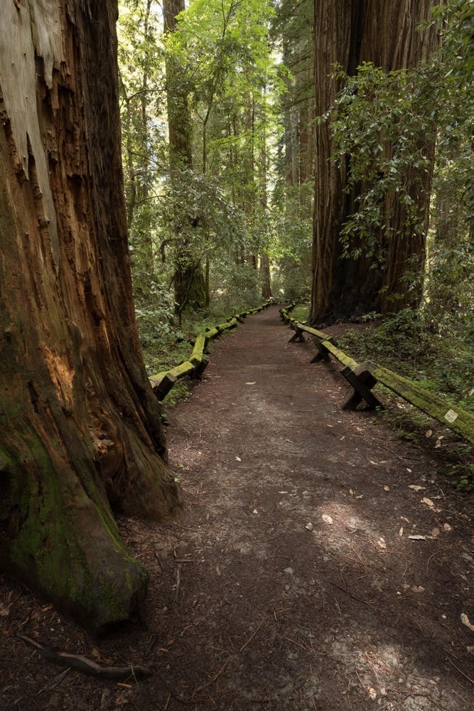 another, serene, path, in, the, redwood, forest Bestbayareatours Another Serene Path In The
