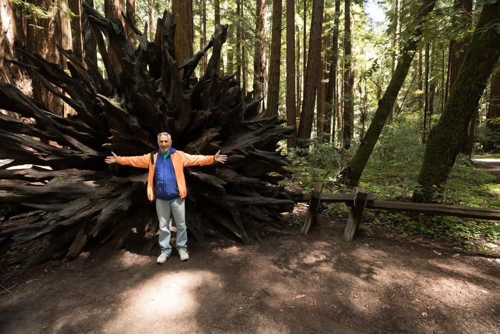 individual, posing, by, a, fallen, tree, in, the, forest Bestbayareatours Individual Posing By A Fallen