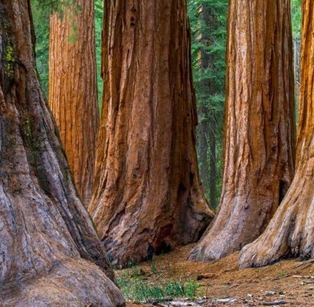 Bestbayareatours Tall Redwood Trees In A