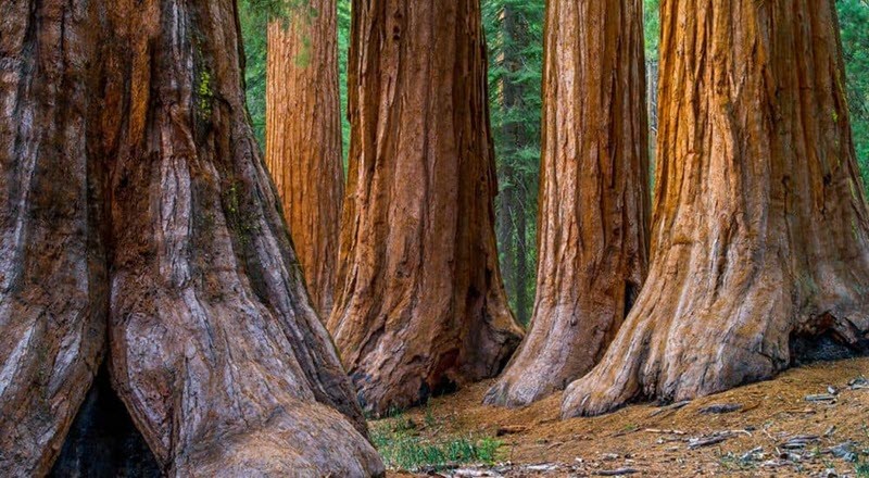 tall, redwood, trees, in, a, grove Bestbayareatours Tall Redwood Trees In A