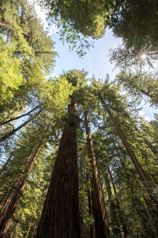 view, looking, up, at, towering, redwoods Bestbayareatours View Looking Up At Towering