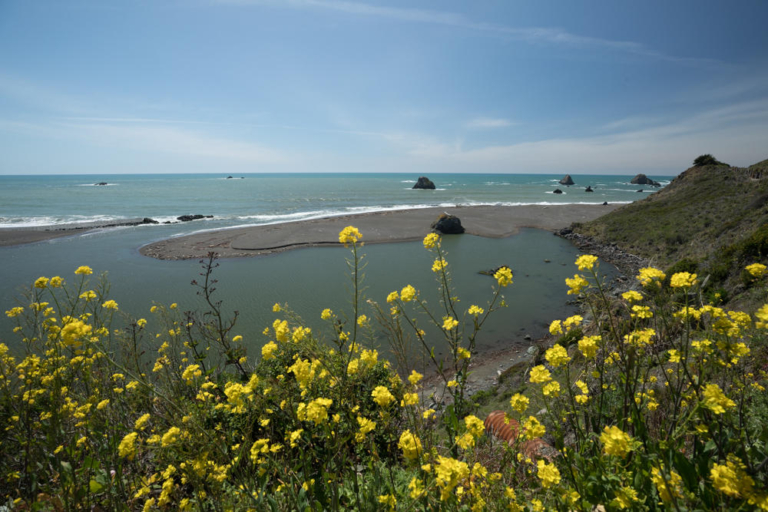 Hwy 1, Giant Redwoods, Sausalito and Coastline Day Trip — Redwood Bestbayareatours Yellow Flowers Coastal View