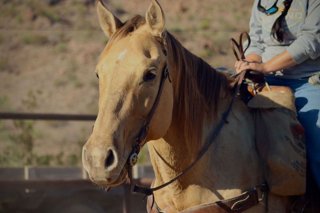 bigbendstables_golden-horse-closeup Bigbendstables Golden Horse Closeup