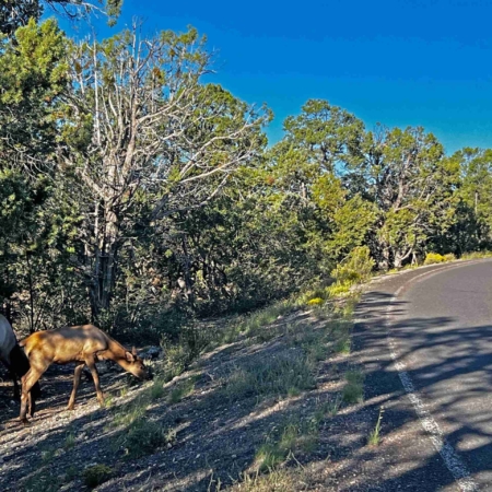 Bikegrandcanyon Wildlife Encounters On A Biking