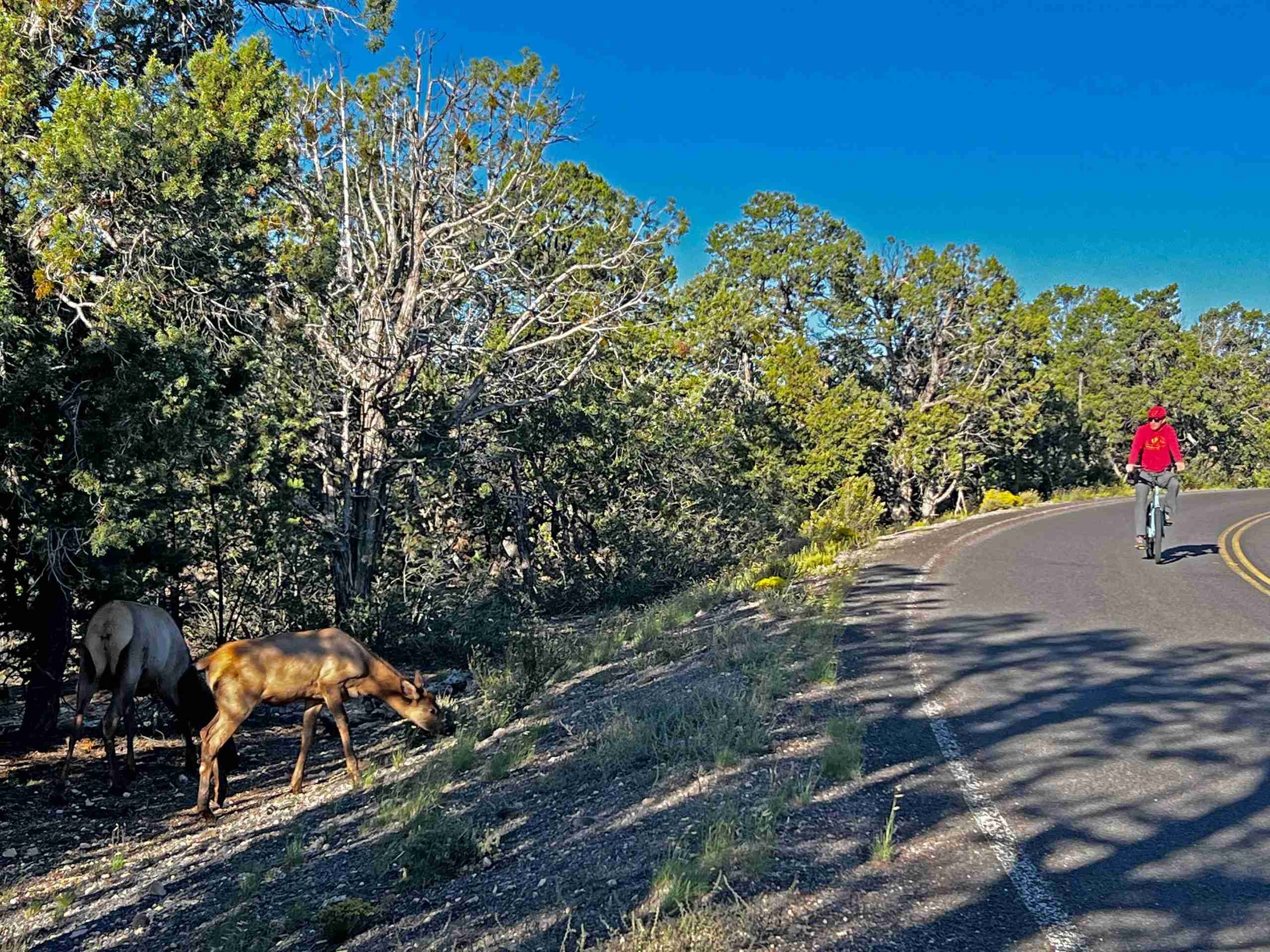 wildlife, encounters, on, a, biking, trail Bikegrandcanyon Wildlife Encounters On A Biking