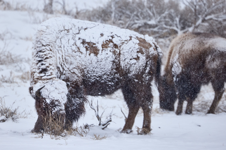 Briancreekphotography Bison Snow Covered Winter Yellowstone