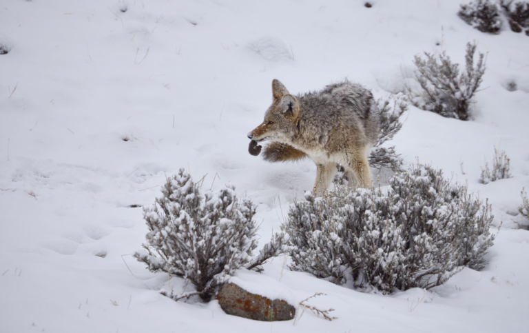 Briancreekphotography Coyote Snowy Landscape Yellowstone