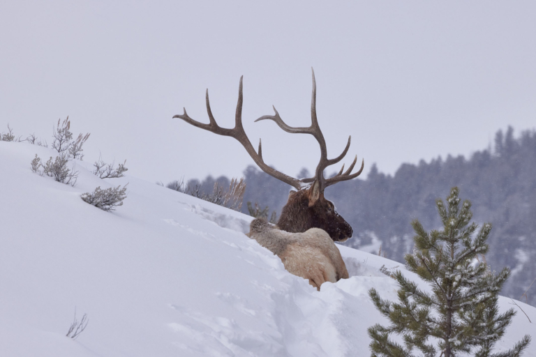 Briancreekphotography Elk Snowy Hillside Yellowstone