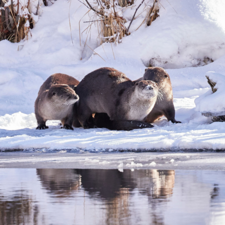 Briancreekphotography Otters Snowy Riverbank Yellowstone