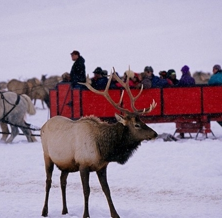 Brushbucktours Yellowstone Horse Drawn Carriage Tour