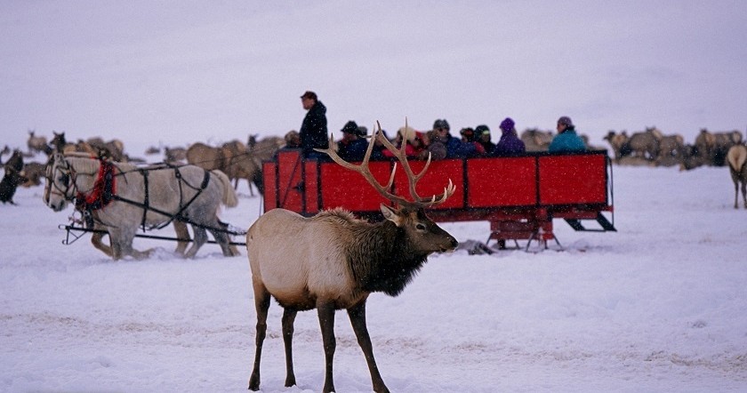 Brushbucktours Yellowstone Horse Drawn Carriage Tour