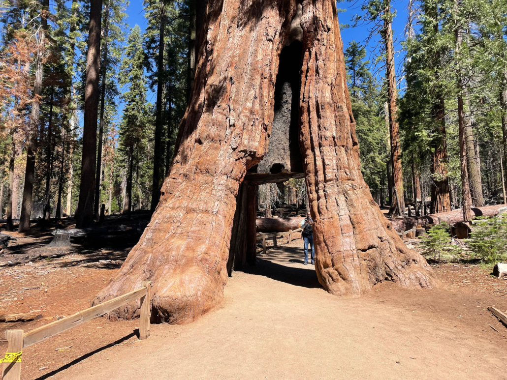 calitrips_giant-sequoia-tree-hollow Calitrips Giant Sequoia Tree Hollow