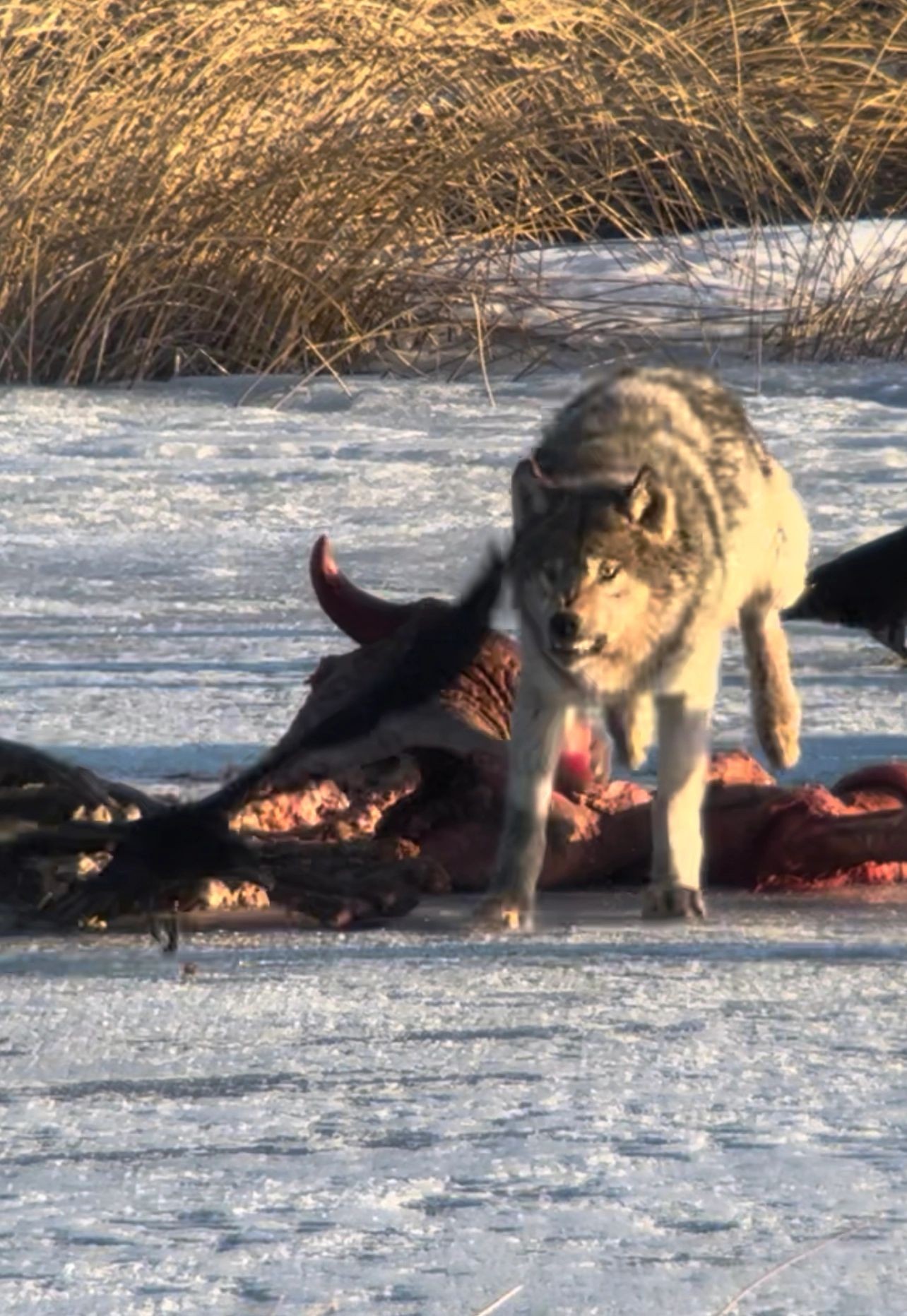 wolf, scavenging, on, snowy, terrain Casanovaguidedtours Wolf Scavenging On Snowy Terrain